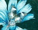 Blue butterfly on flower. 